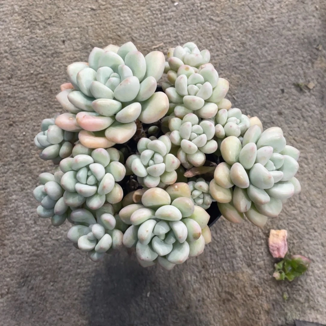 泡泡糖冠幅15 公分一物一拍