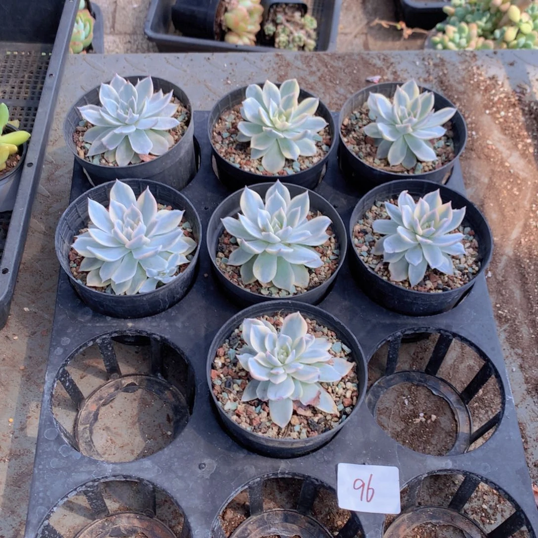 多肉植物一单包邮96