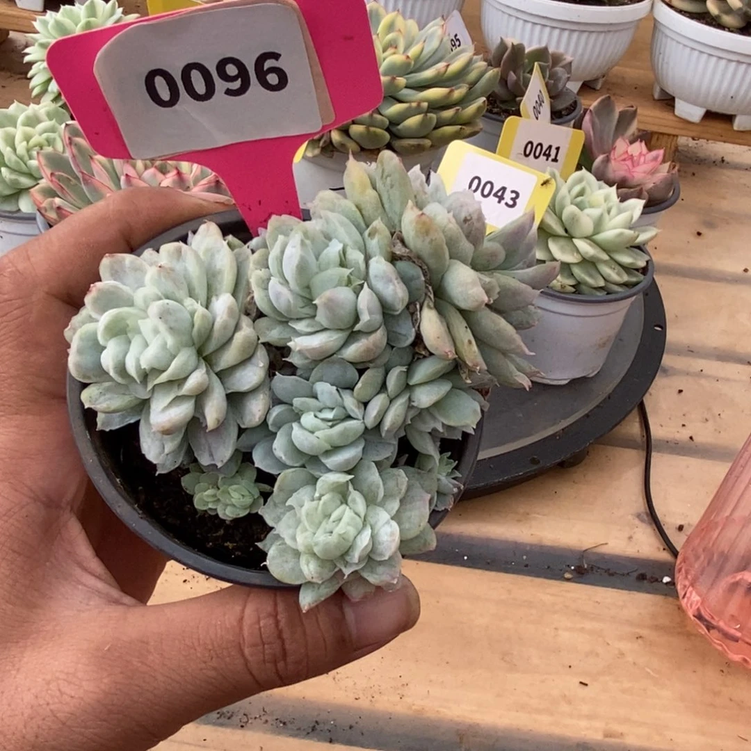 0096东元杂哈哈哈哈哈