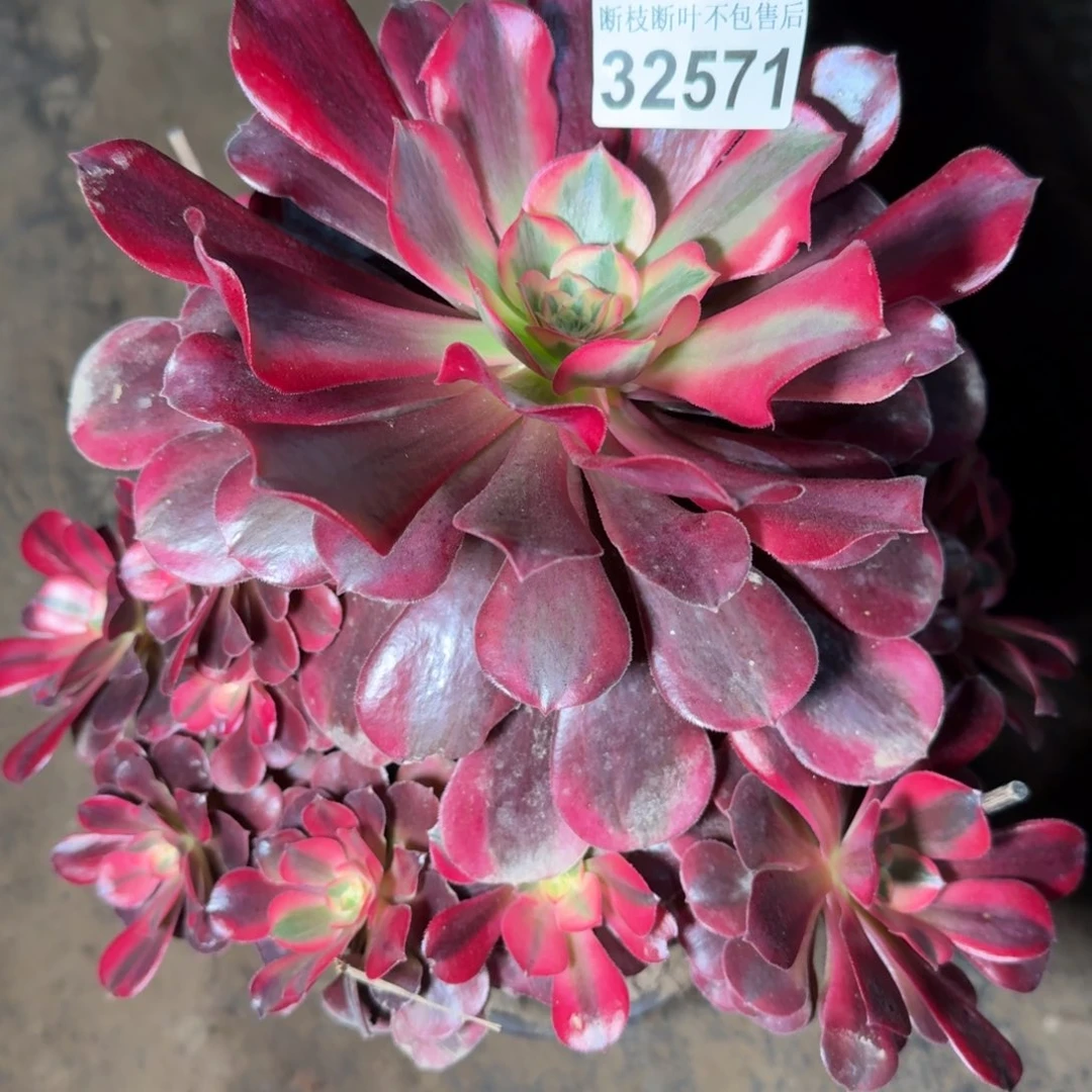 32571美杜莎多肉植物