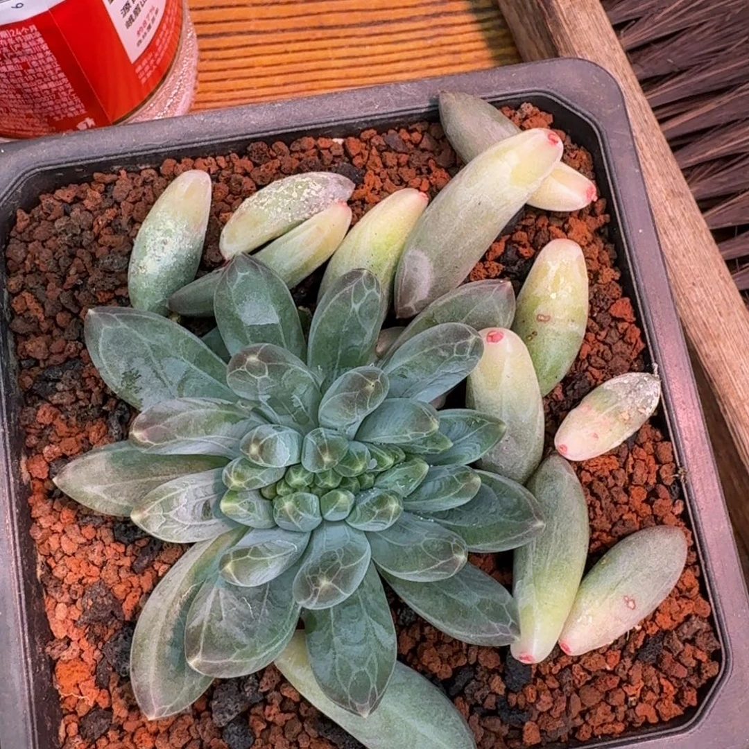 艳***天啊啊啊啊啊啊啊啊啊啊