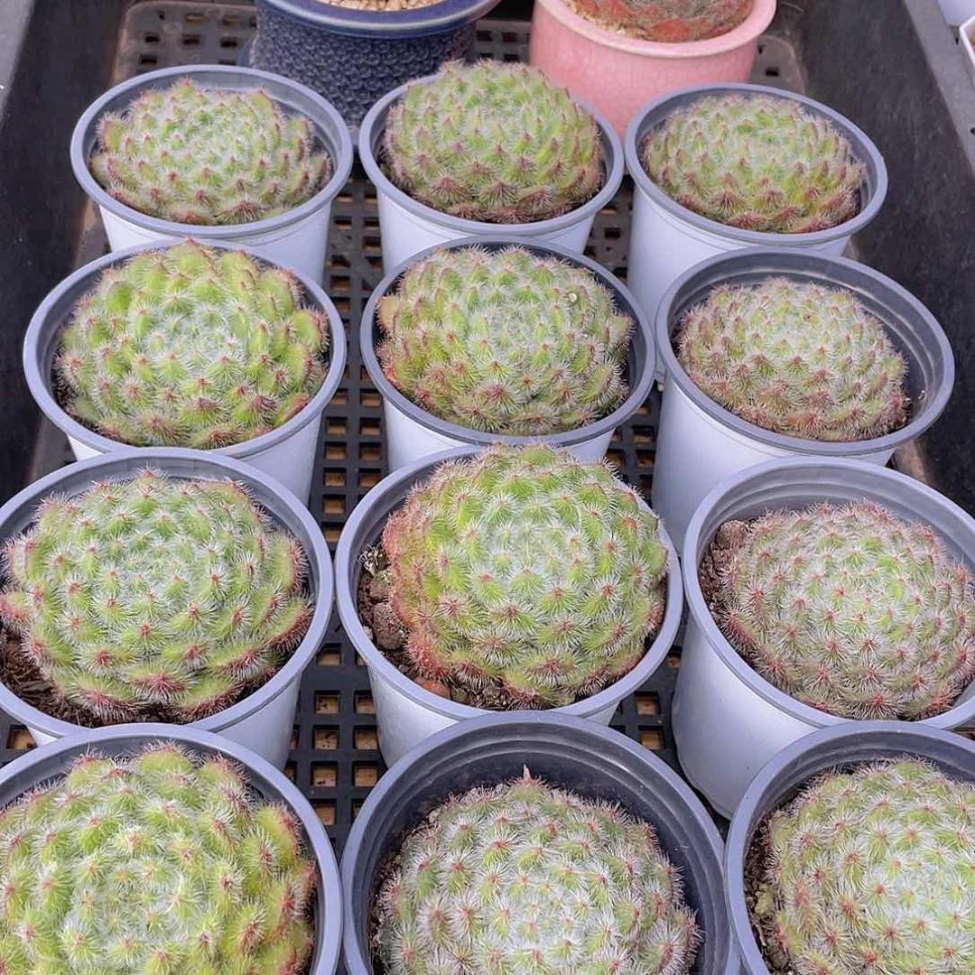 量拍114号 黄晶果母本大单头一个