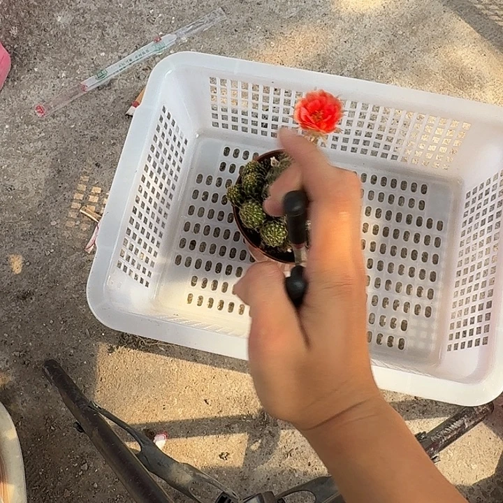(***)无花朵丽花哈哈哈哈哈哈哈