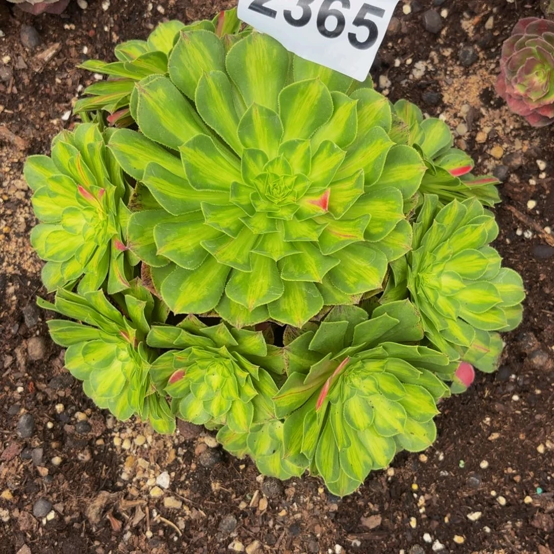 2365多肉植物知否