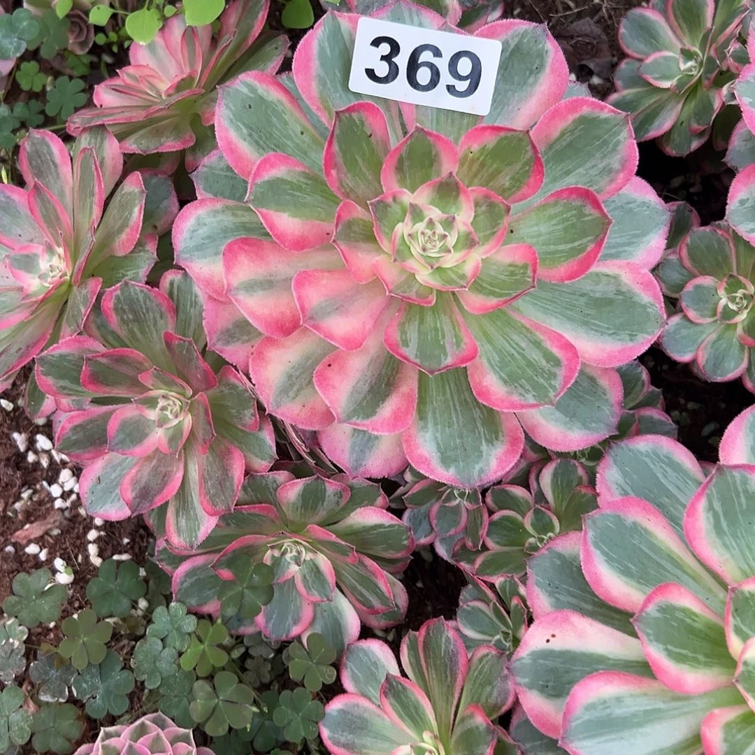 月***酒精品多肉植物369砍头绿知否
