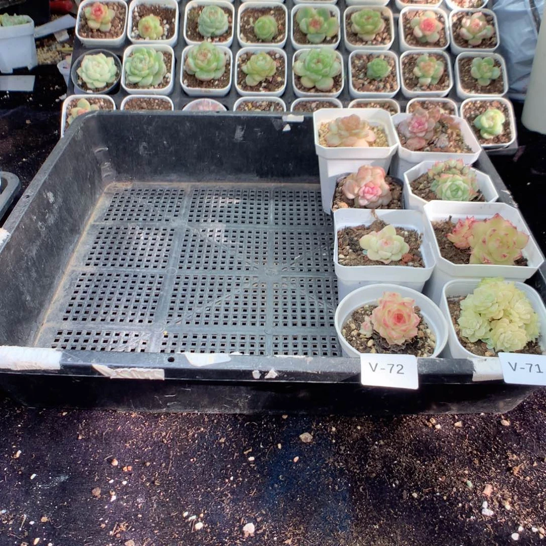 无花朵V72英语英语