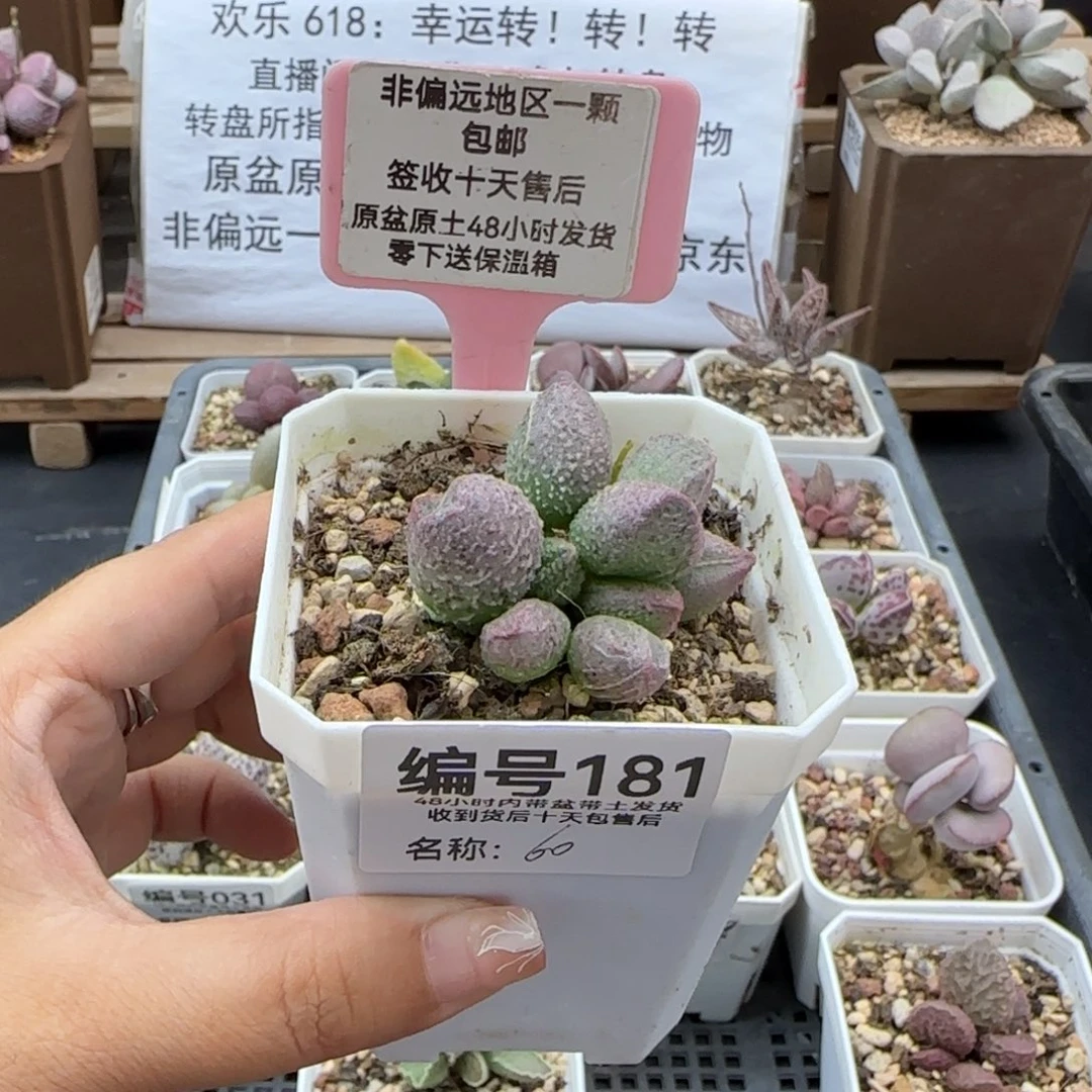 鱼***咪181翡翠哈莫杂多肉植物