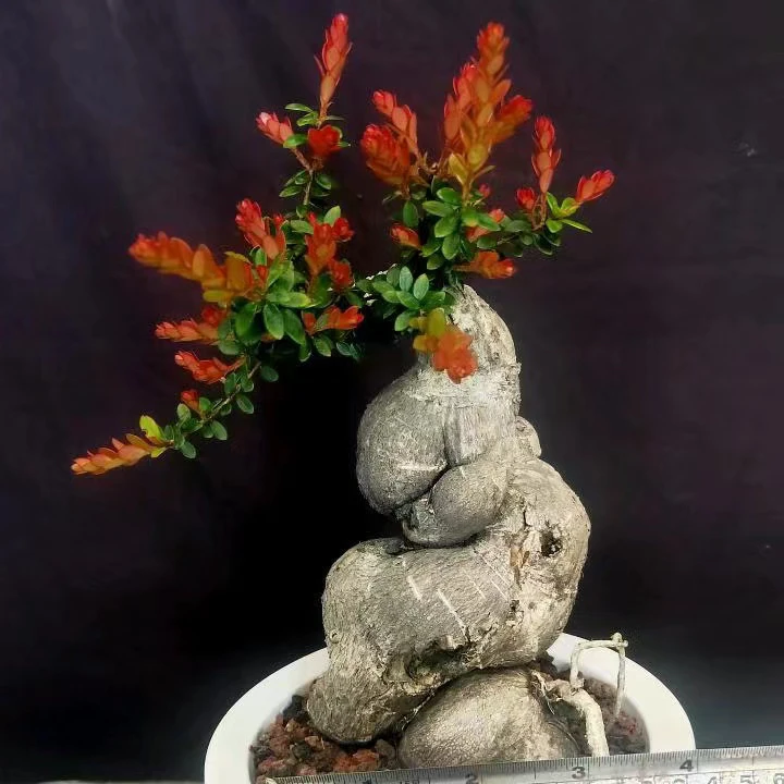 五翅莓开花结果四季长青