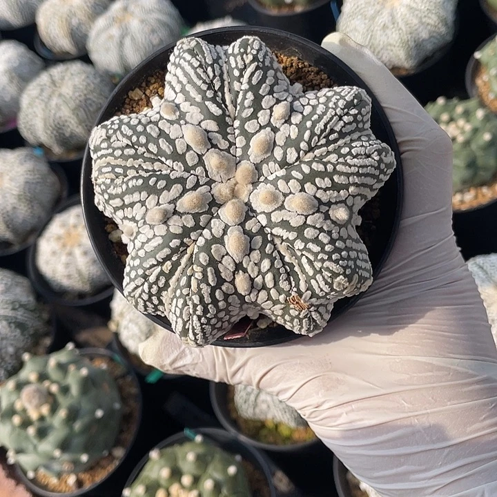 五复棱五角星齿轮微瑕疵特价