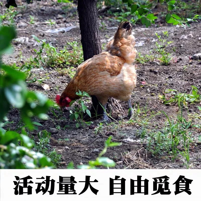 【2年半母鸡】农家散养母鸡