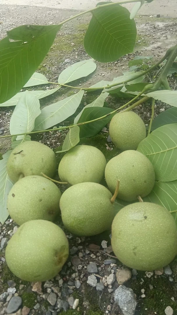 四川大凉山新鲜带青皮嫩核桃