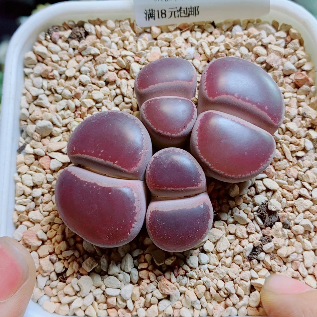 森***＊生石花花花花花花花花969