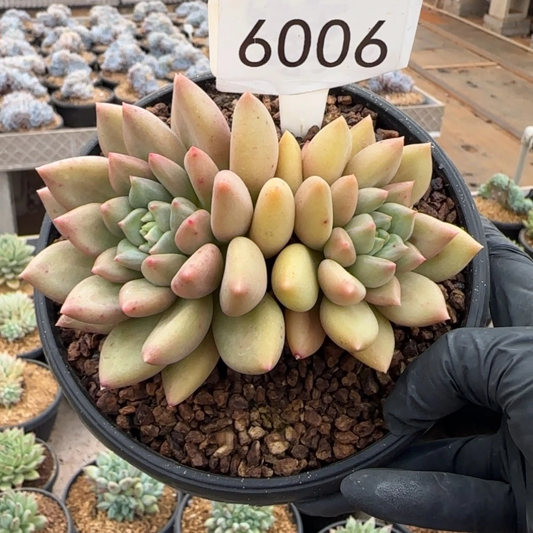 6006。      米其林双头