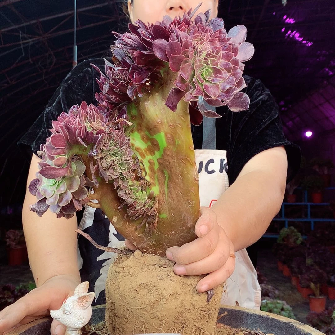 柒柒精品多肉脱土发货不包断侧枝346