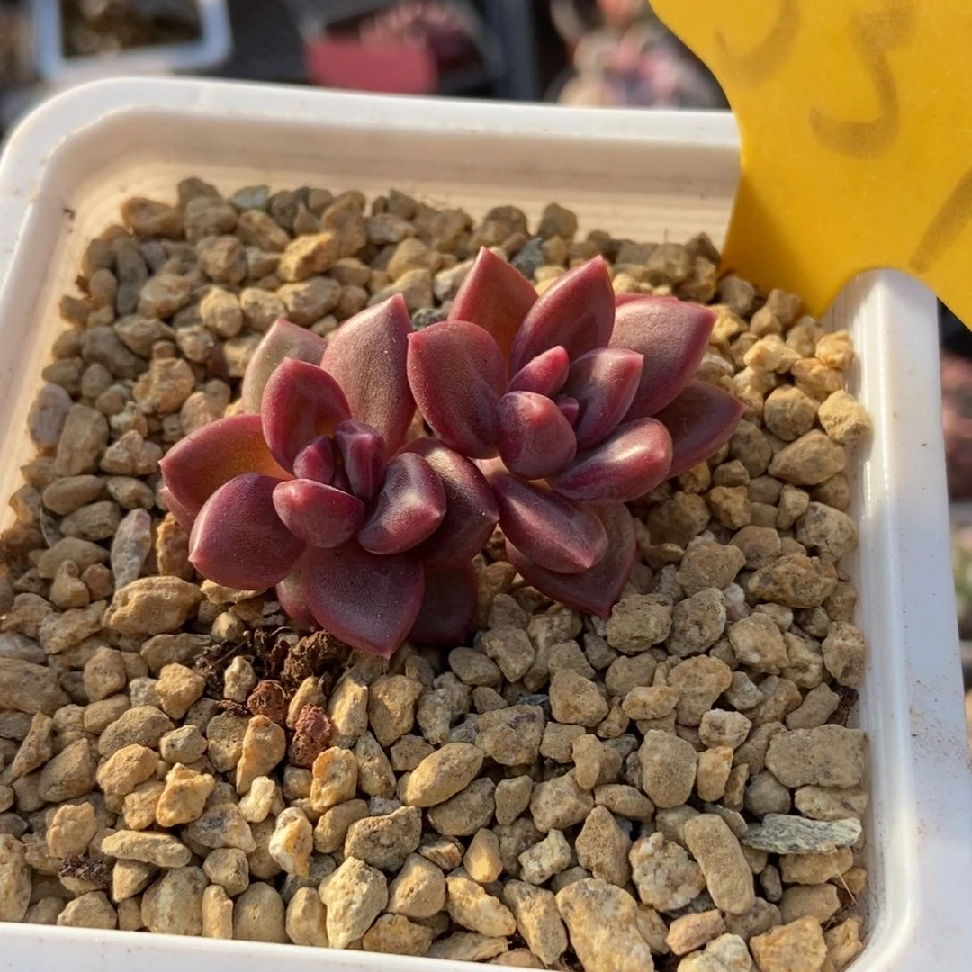 537迷雾泡泡多肉植物