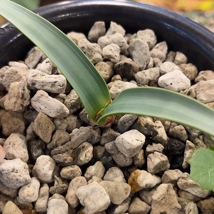 汤圆植物百岁兰原价168炸