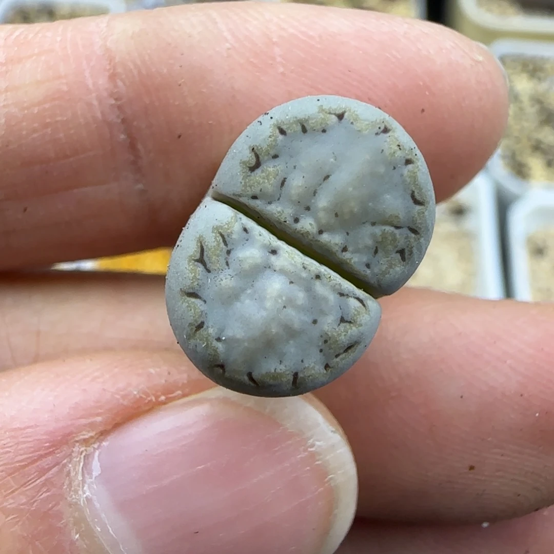 278蓝饼干福利30包邮