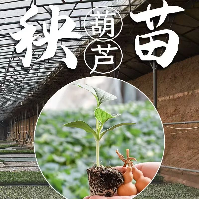 葫芦娃秧苗葫芦娃蔬菜种子苗