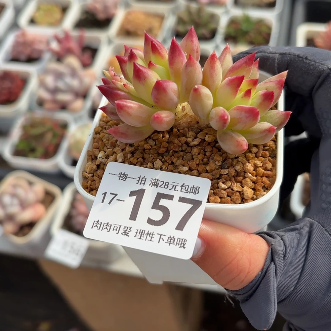 虞美人无盆土发货无盆