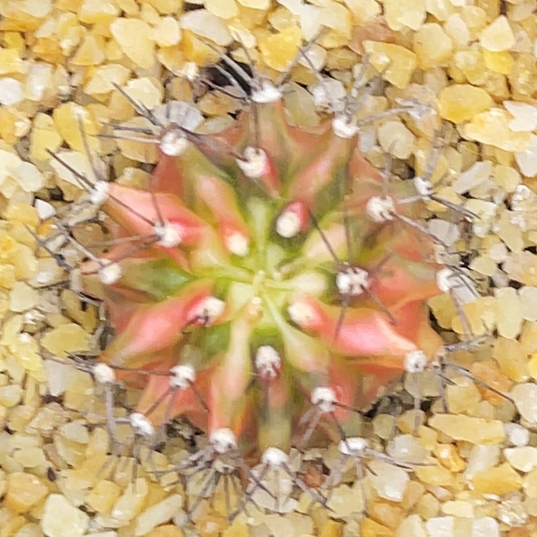 13棱绣球 一物一拍