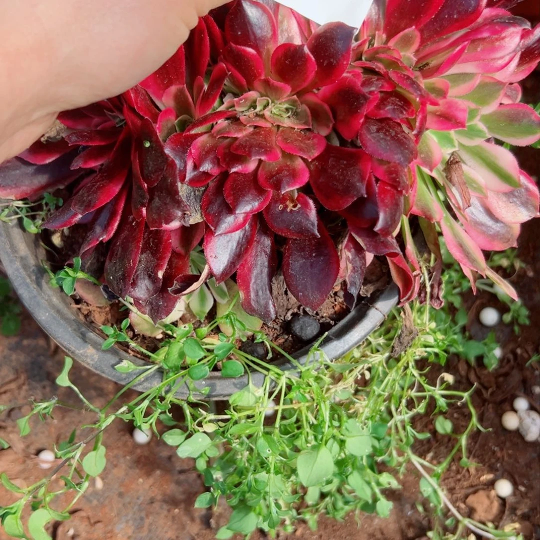 我1187 号多肉法师新年特价