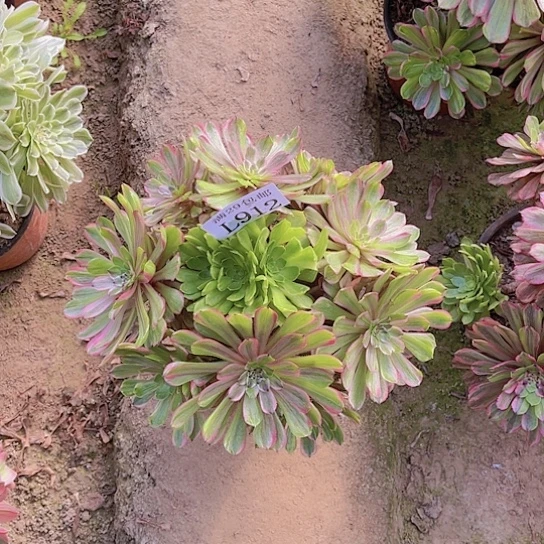 912花脸粉黛多肉植物