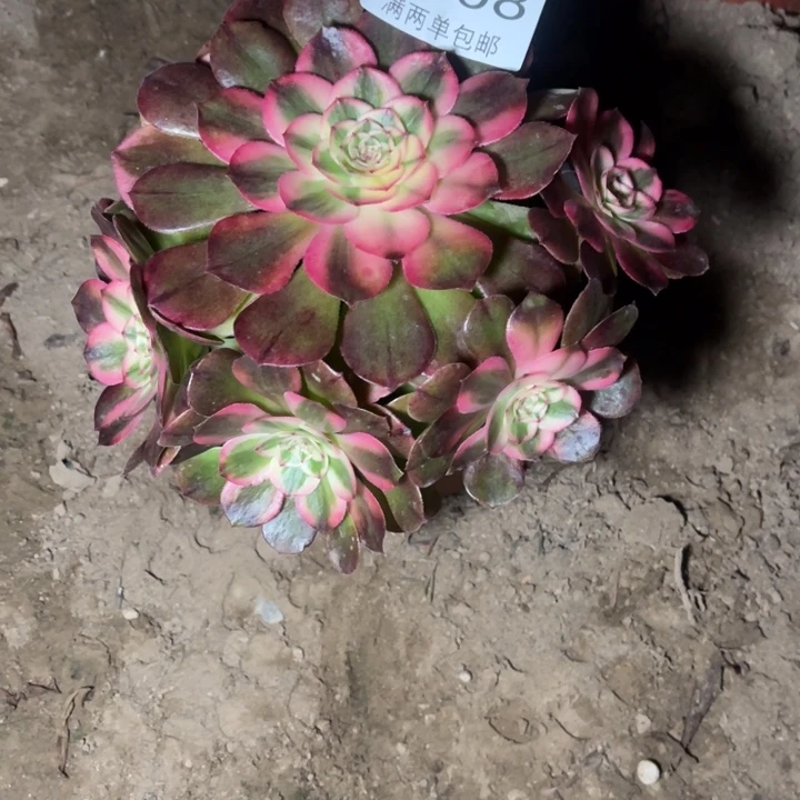 9708荔枝的人多肉的