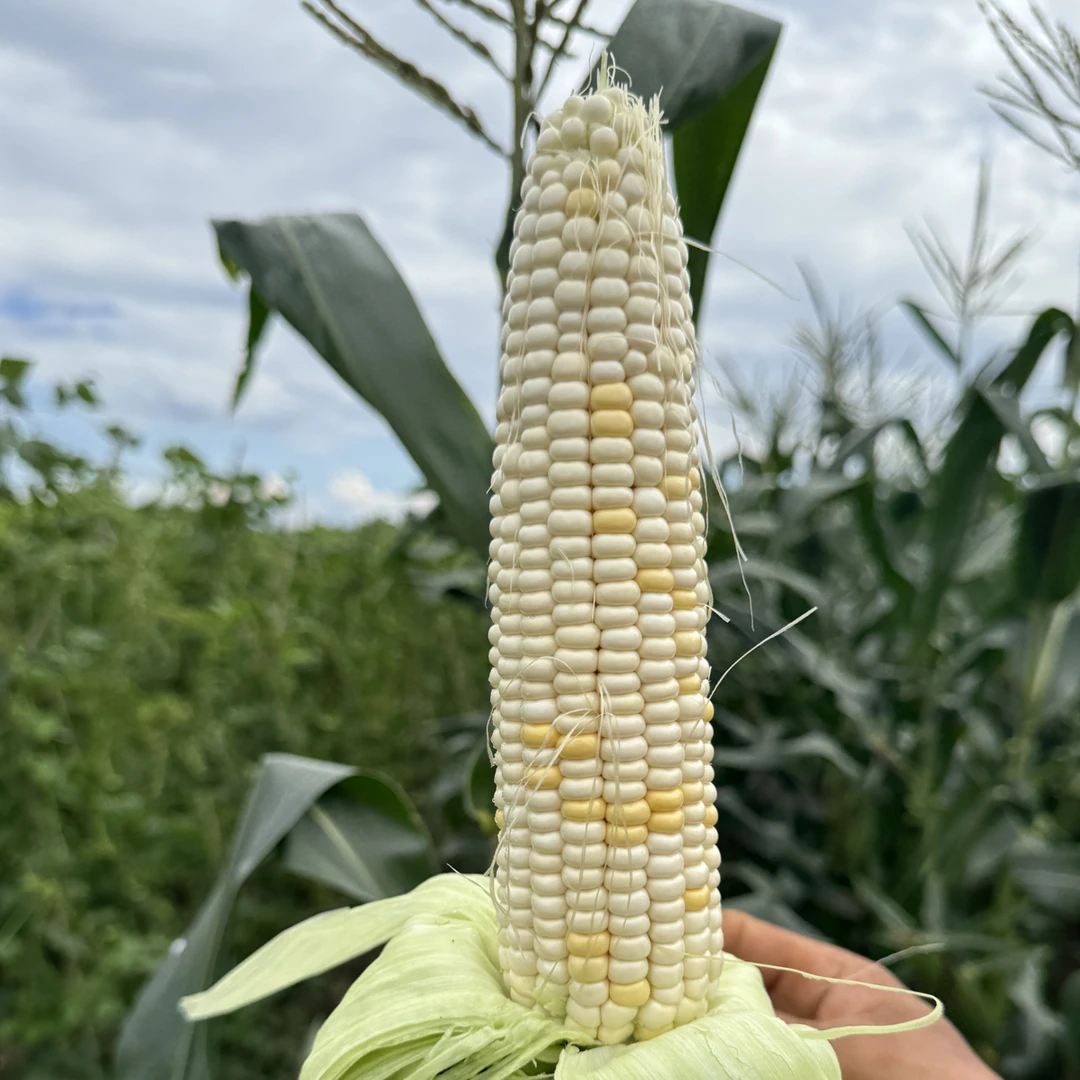 长白山粘玉米新鲜发货9棒