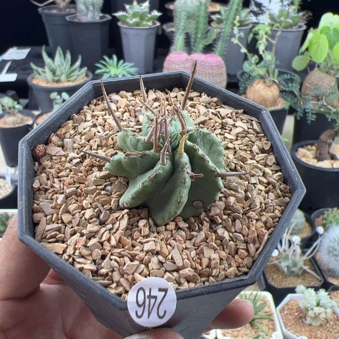 大戟一物一拍带盆发