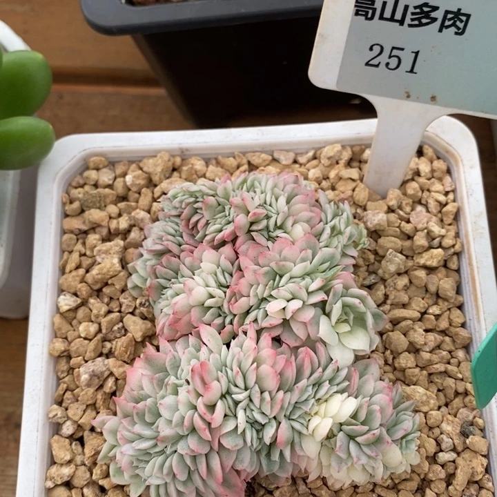 D251- 直播福利 缀
