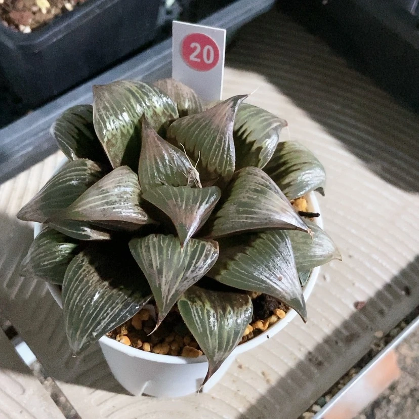 【闪购商品】田*20pinky