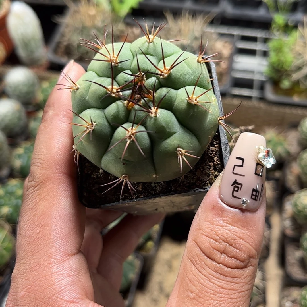 天紫玉单头发货单头