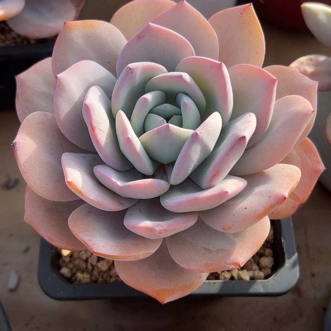 奶茶粗桩一物一拍