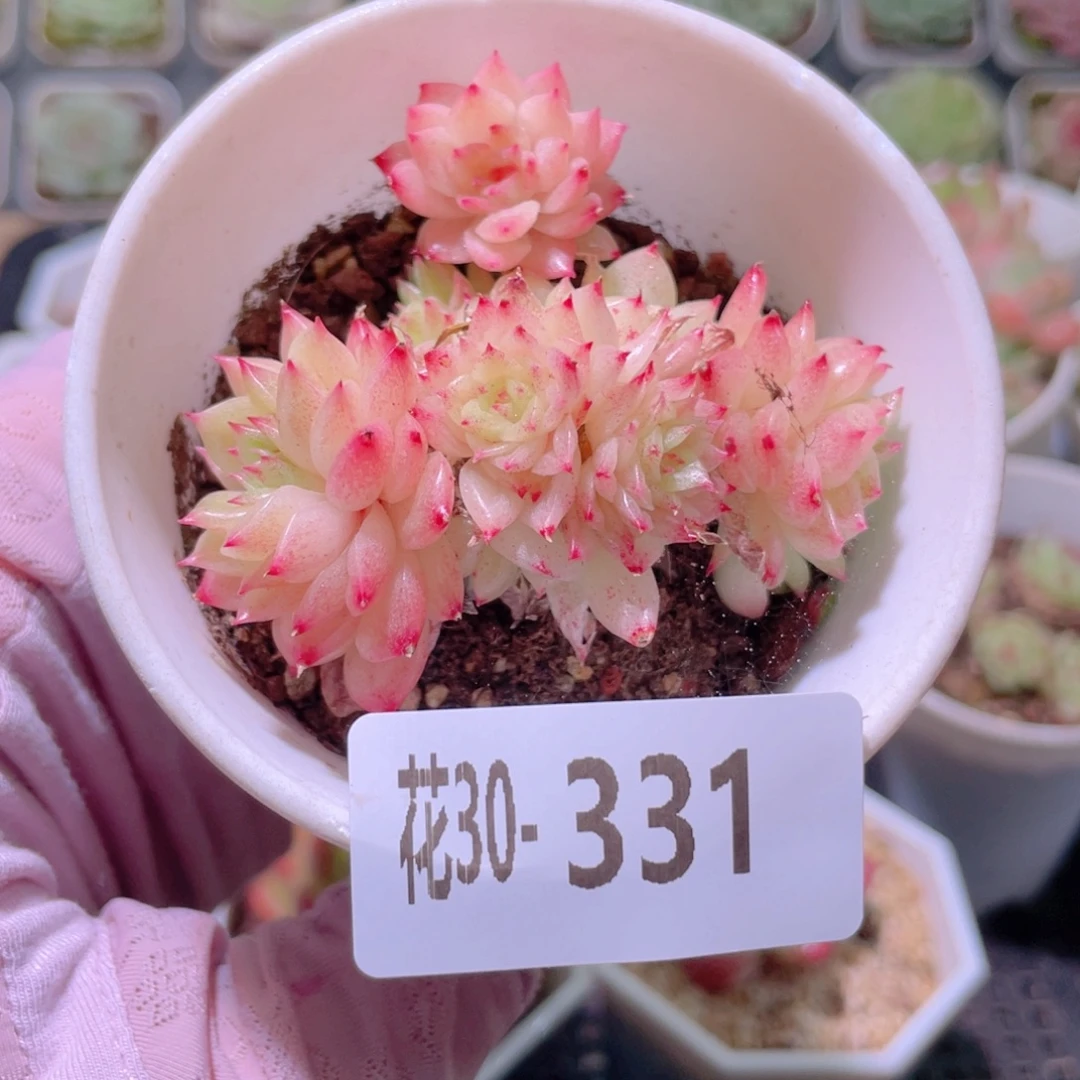 花利美30-331麦秆