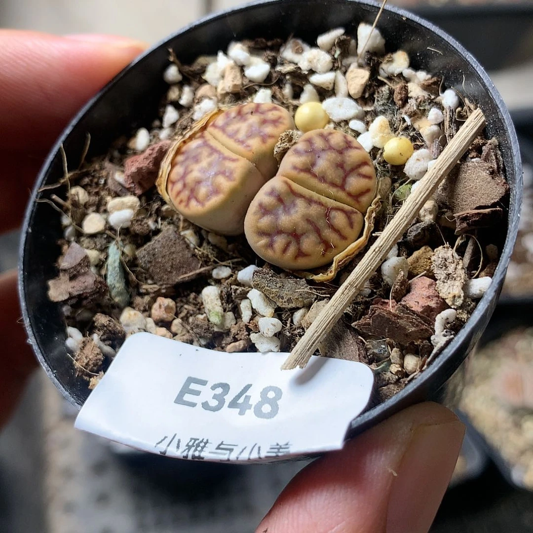 E348多肉植物保护