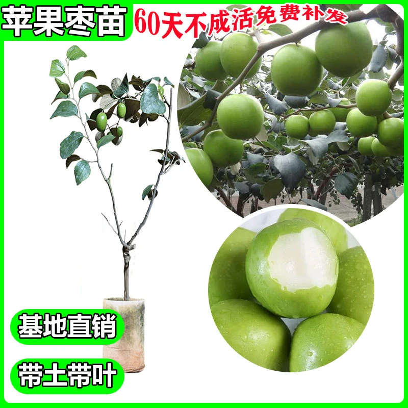 苹果枣牛奶枣嫁接苗台湾大青枣蜜丝枣(配种一棵高朗青枣易结高产)