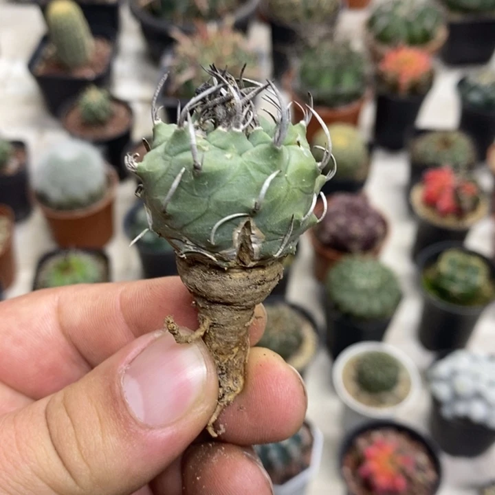 实生升云龙带疤特价