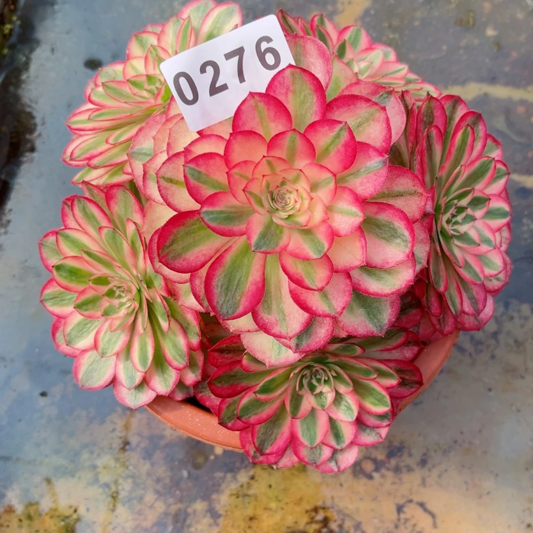 荔枝捧花特价发货