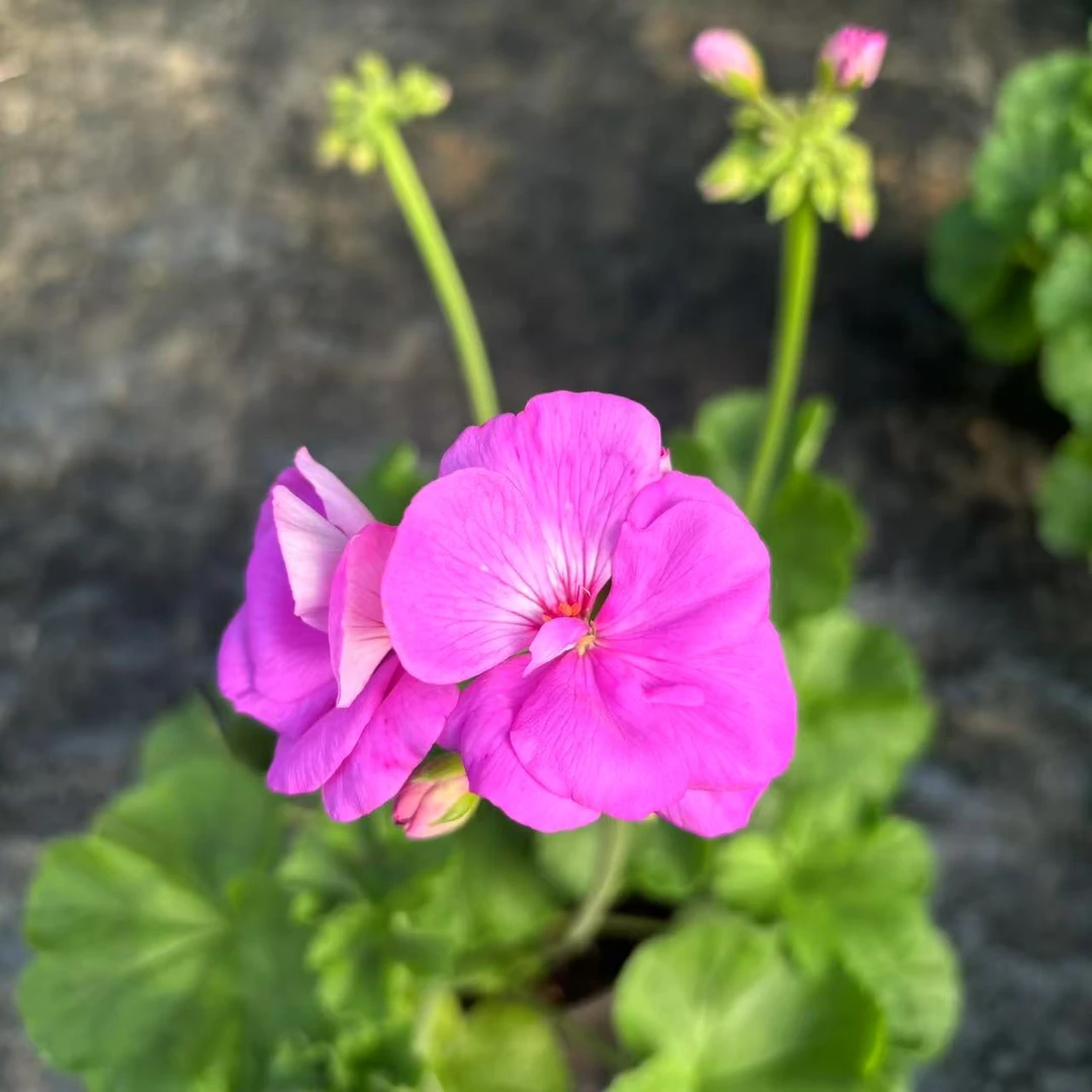 【天竺葵】湛蓝天空 大老桩颜值超高天竺葵居家阳台花卉养易活盆栽