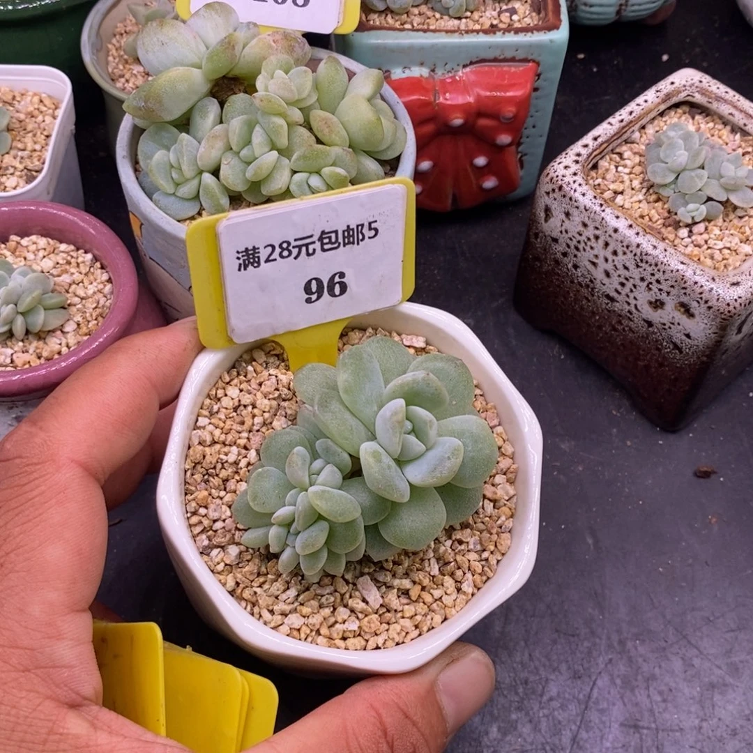 糖***糖596冰玉缀化多肉……