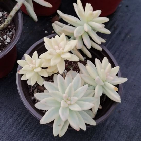 秋丽白覆轮锦小老桩