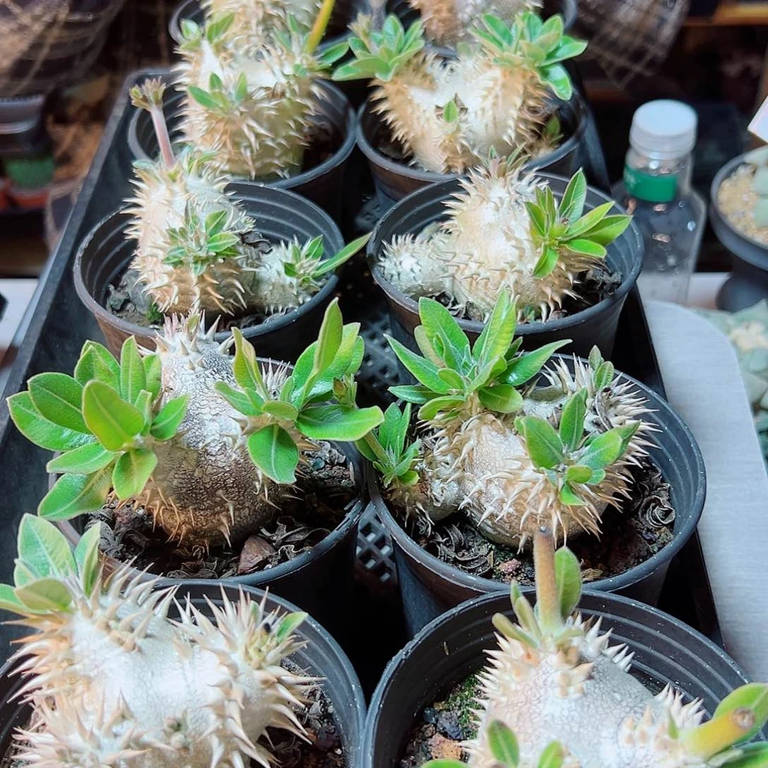 惠比大黑须笑基因7公分带盆