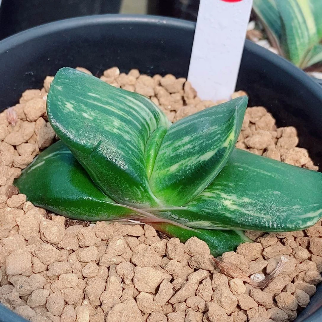 770卧牛实生锦短肥短肥带盆发货