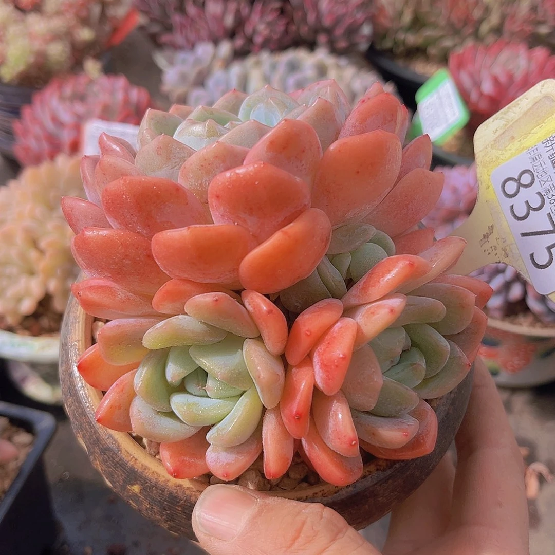8375粉钻石。