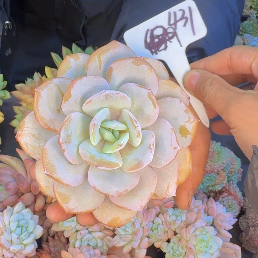 多肉植物的生长发育和