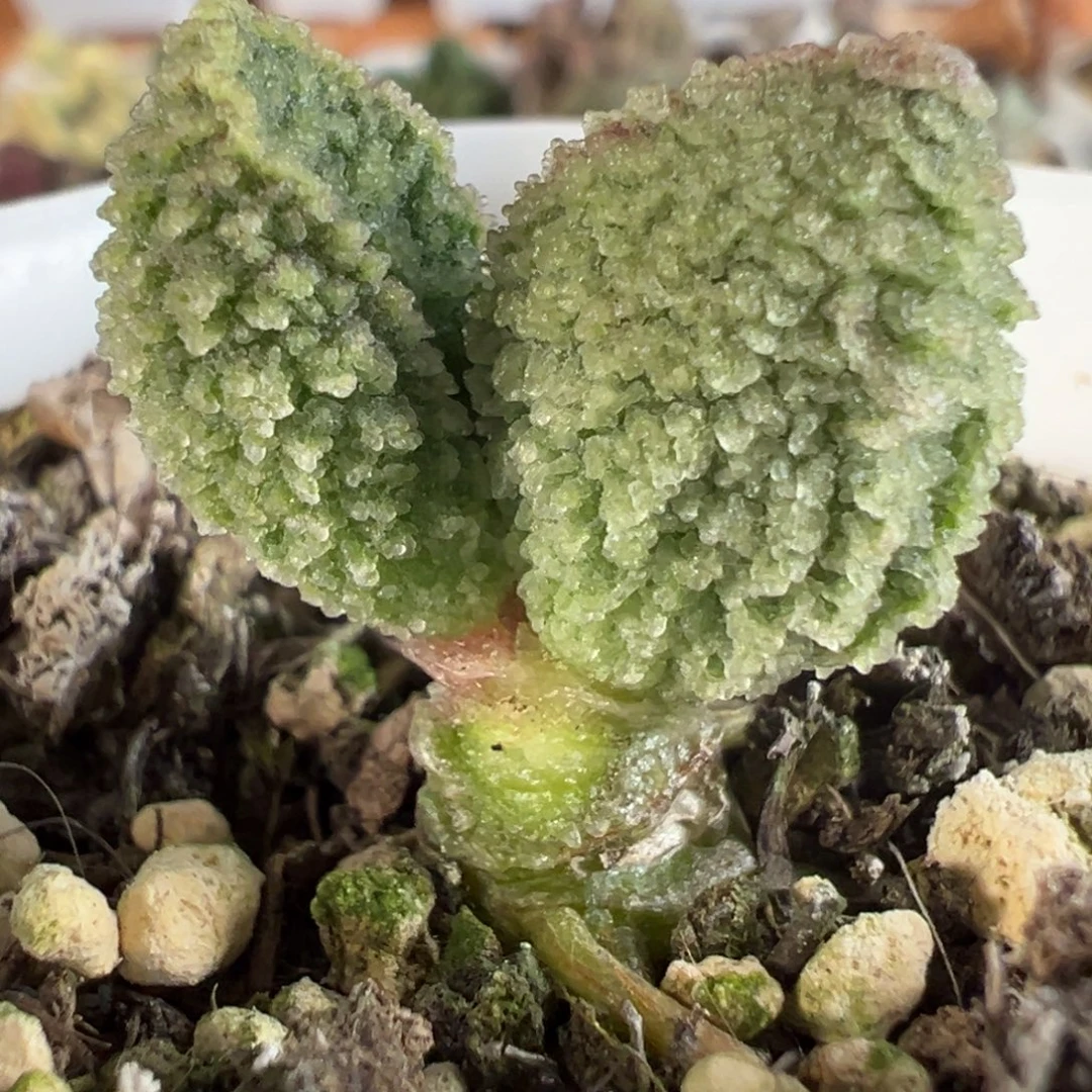 实生新品多肉植物水泡