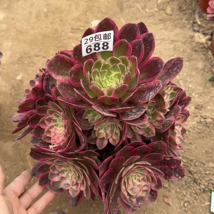 火龙果……多肉植物……