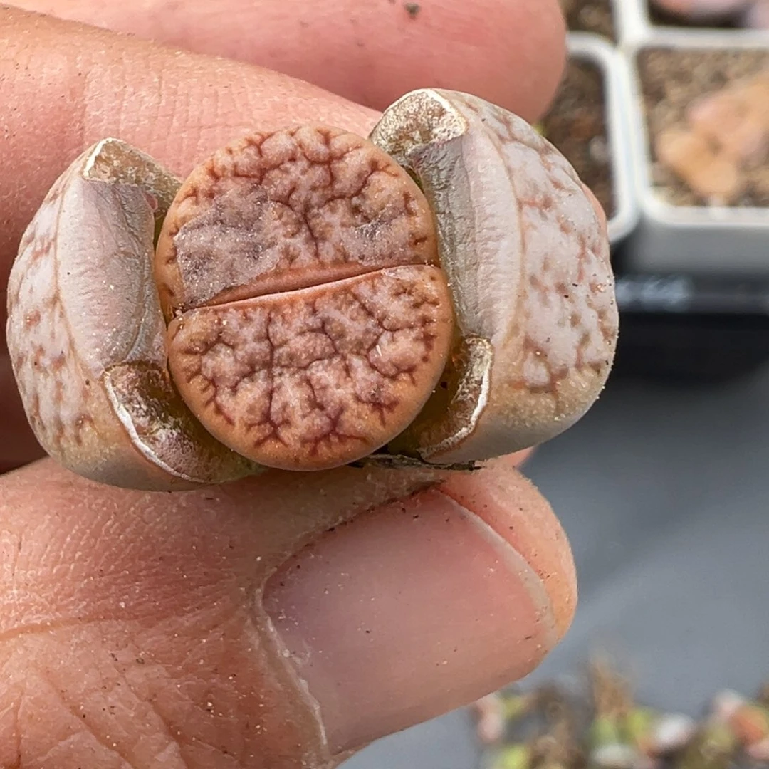 胖*2.8好看的多肉038