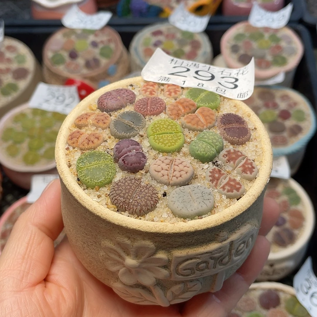 相遇开播福利293