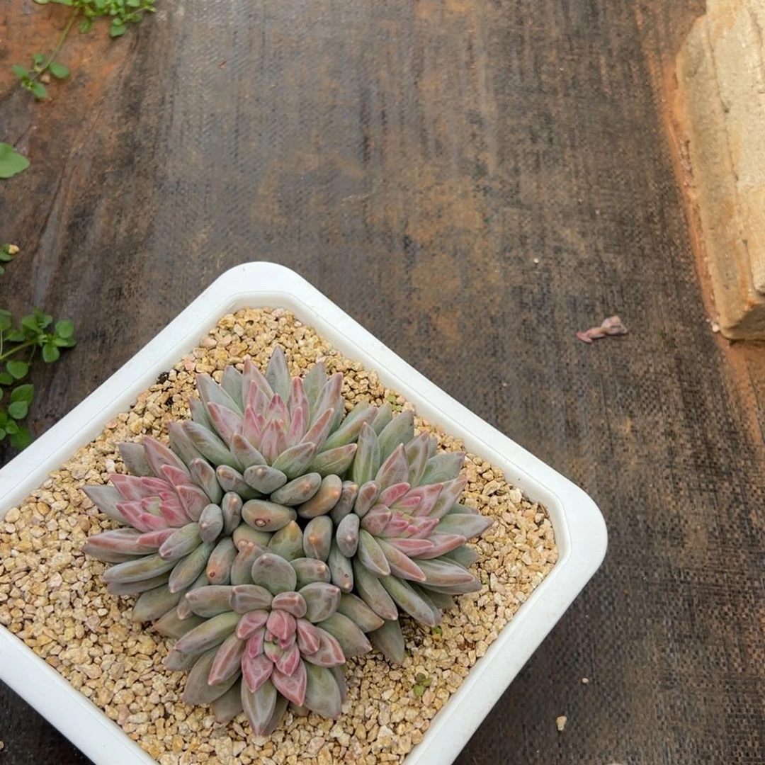 *****1511111111111111111111